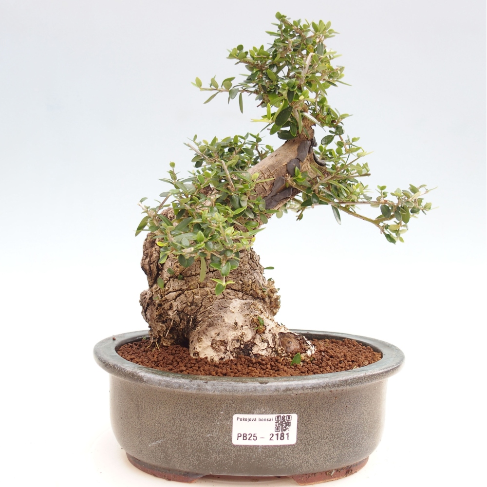 Izbová bonsai - Olea europaea sylvestris -Oliva evropská drobnolistá