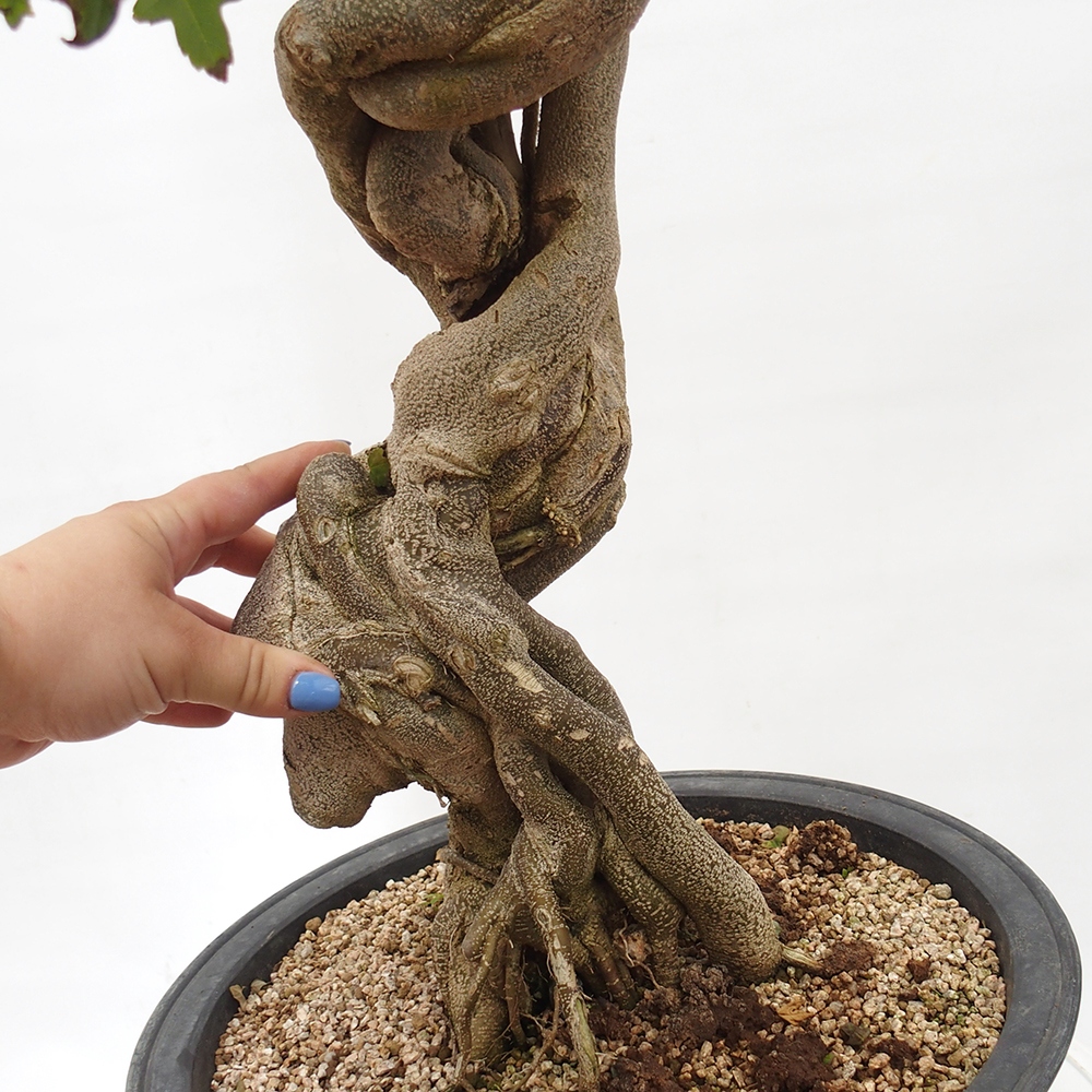 Vonkajšie bonsai - Javor Buergerianum - Javor Burgerův