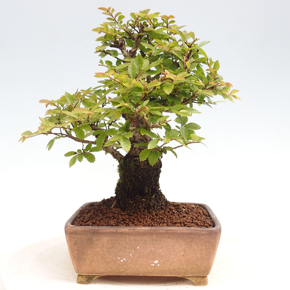 Vonkajšie bonsai - Zelkova - Zelkova Nirom
