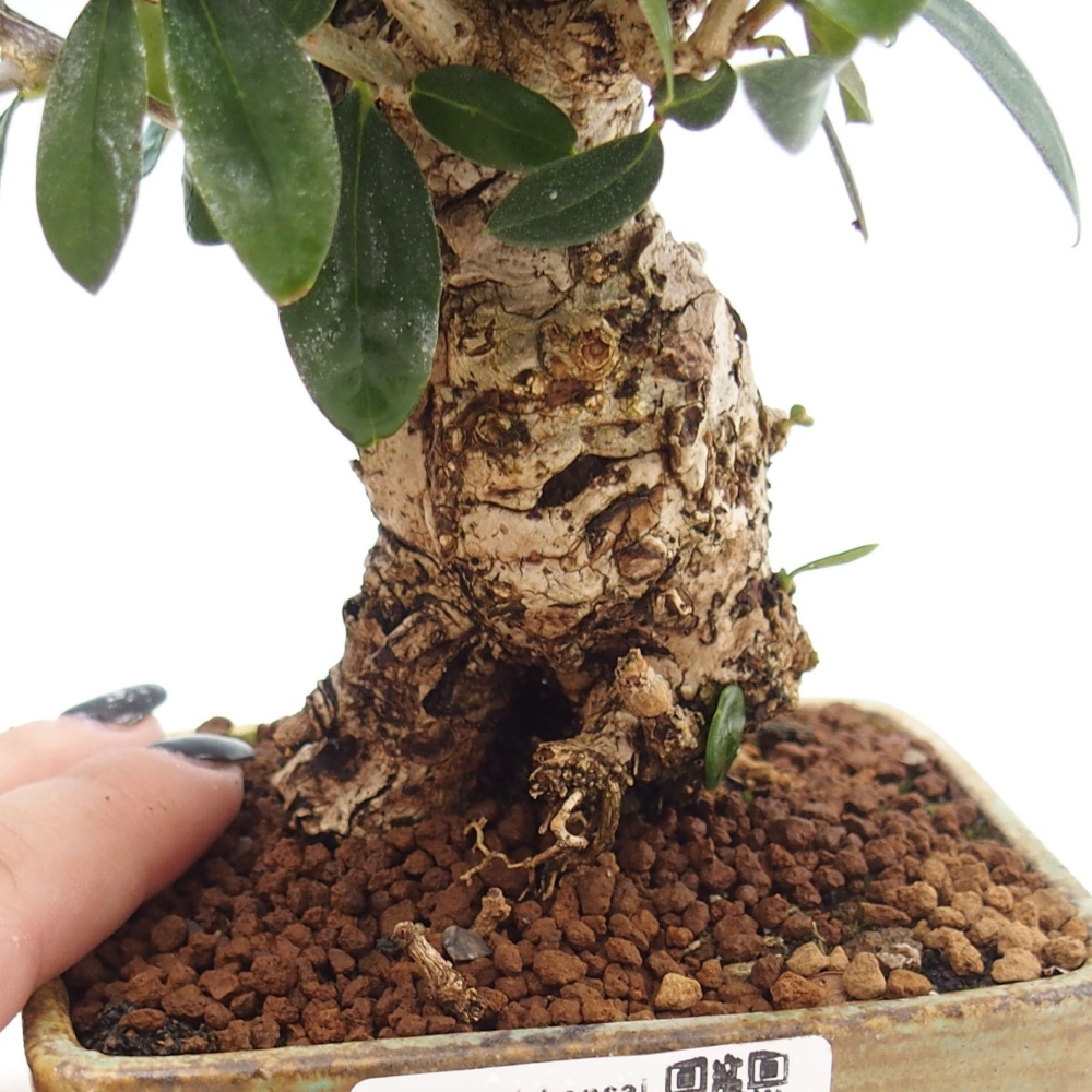 Izbová bonsai - Olea europaea sylvestris -Oliva evropská drobnolistá