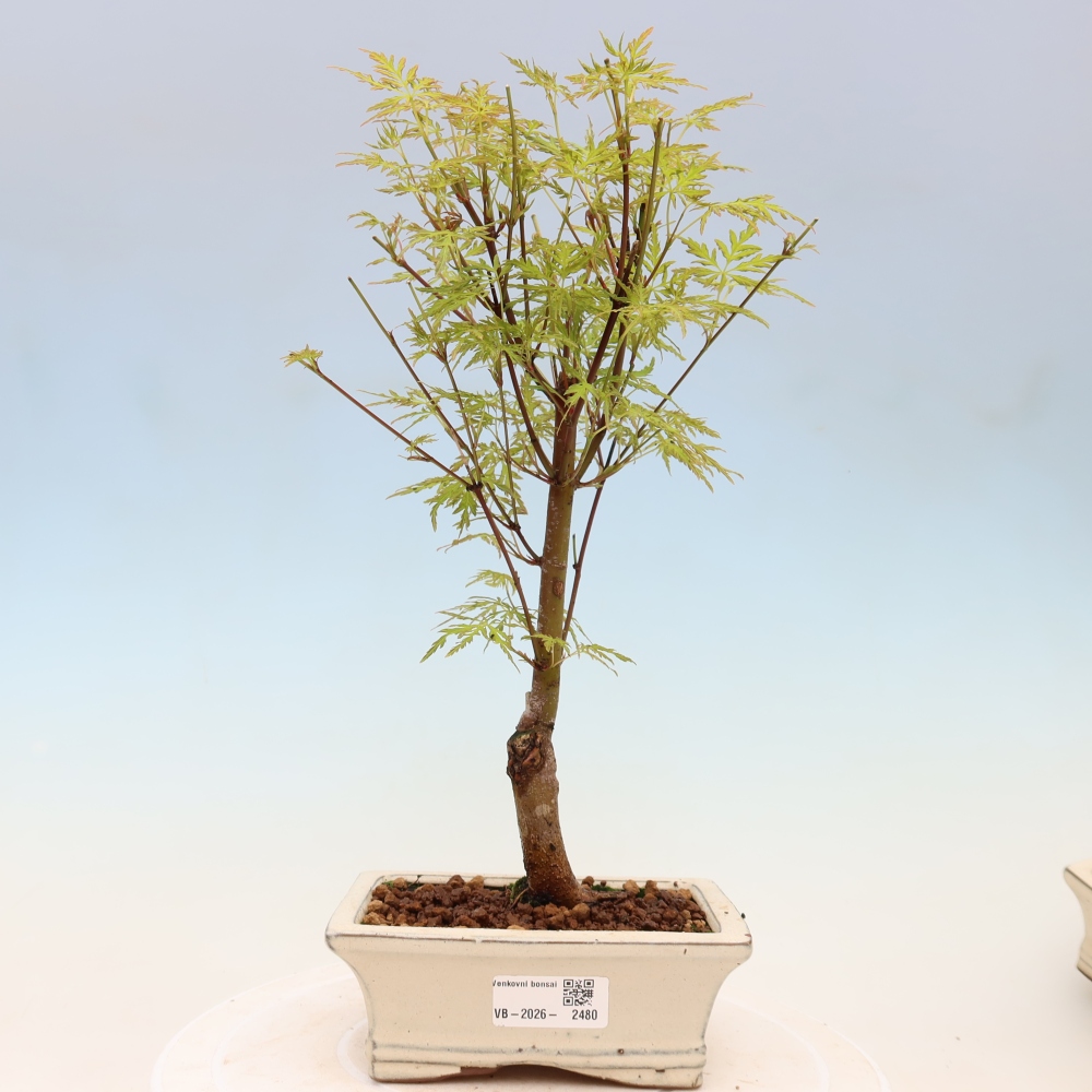 Vonkajší bonsai – Acer palmatum Dissectum – javor dlaňolistý 