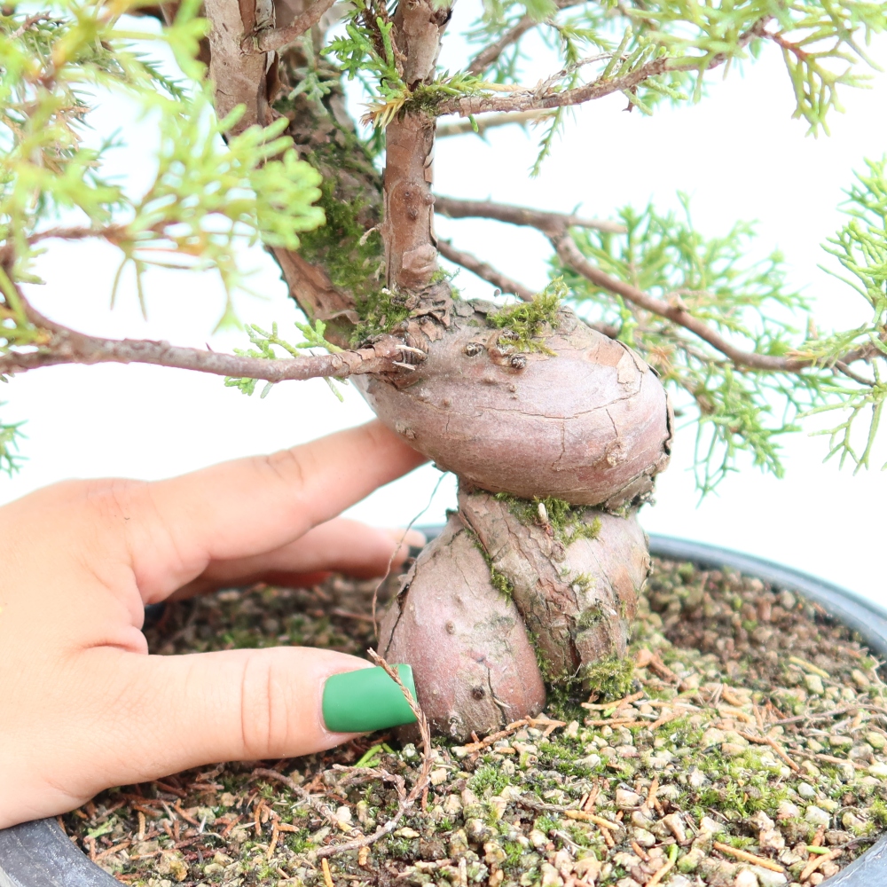 Vonkajší bonsai – Juniperus chinensis Itoigawa – čínsky jalovec