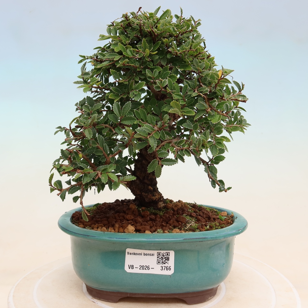 Vonkajšie bonsaje - Zelkova - Zelkova NIRE