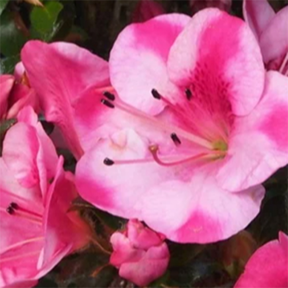 Vonkajšie bonsaje - Japonské azalky - Azalea Kobai