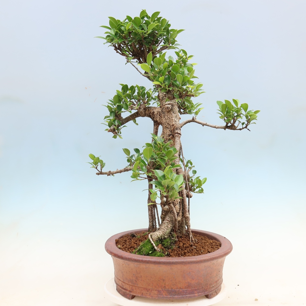 Izbové bonsaje - Ficus kimmen - drobnolistý fikus