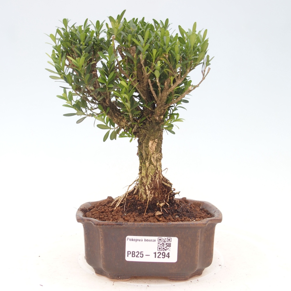 Izbová bonsai - Buxus harlandii - korkový buxus
