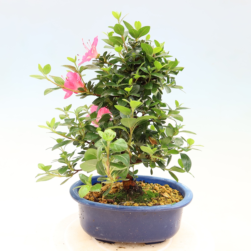 Vonkajšie bonsaje - Japonské azalky - Azalea Kobai