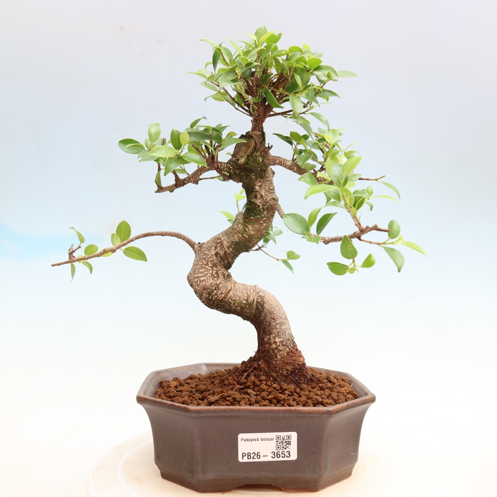 Izbové bonsaje - Ficus kimmen - drobnolistý fikus