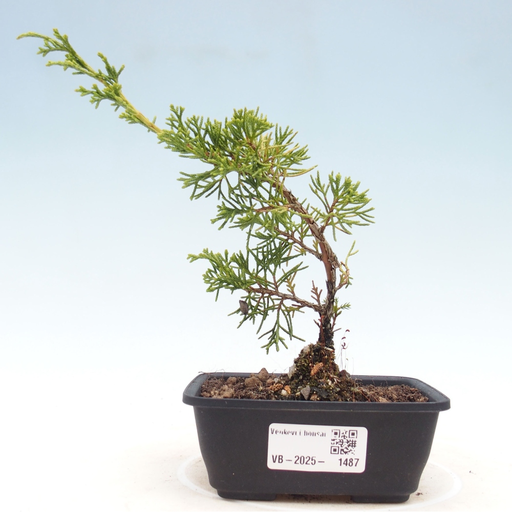 Vonkajší bonsai - Juniperus chinensis Itoigawa -Jalovec čínsky