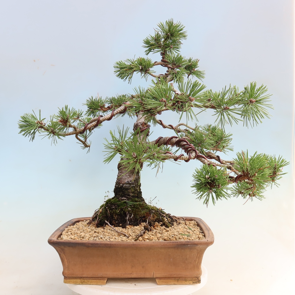 Vonkajšie bonsaje – Pinus mugo Humpy – borovica krivá
