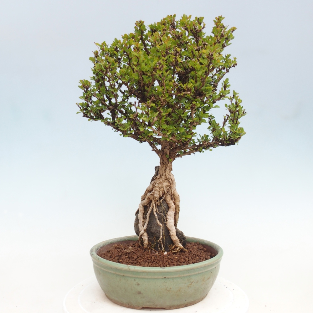Vonkajšie bonsaje - Berberis coreana