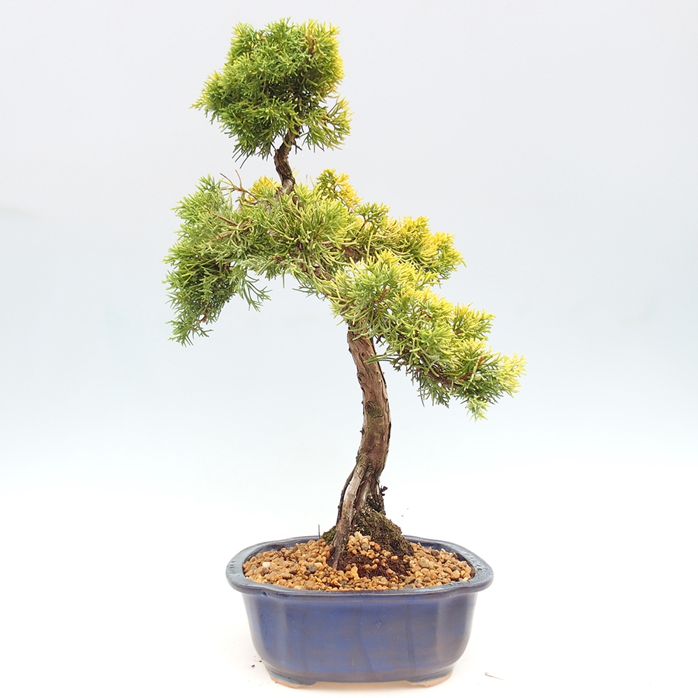 Vonkajší bonsai - Juniperus chinensis plumosa aurea - Borievka čínska zlatá