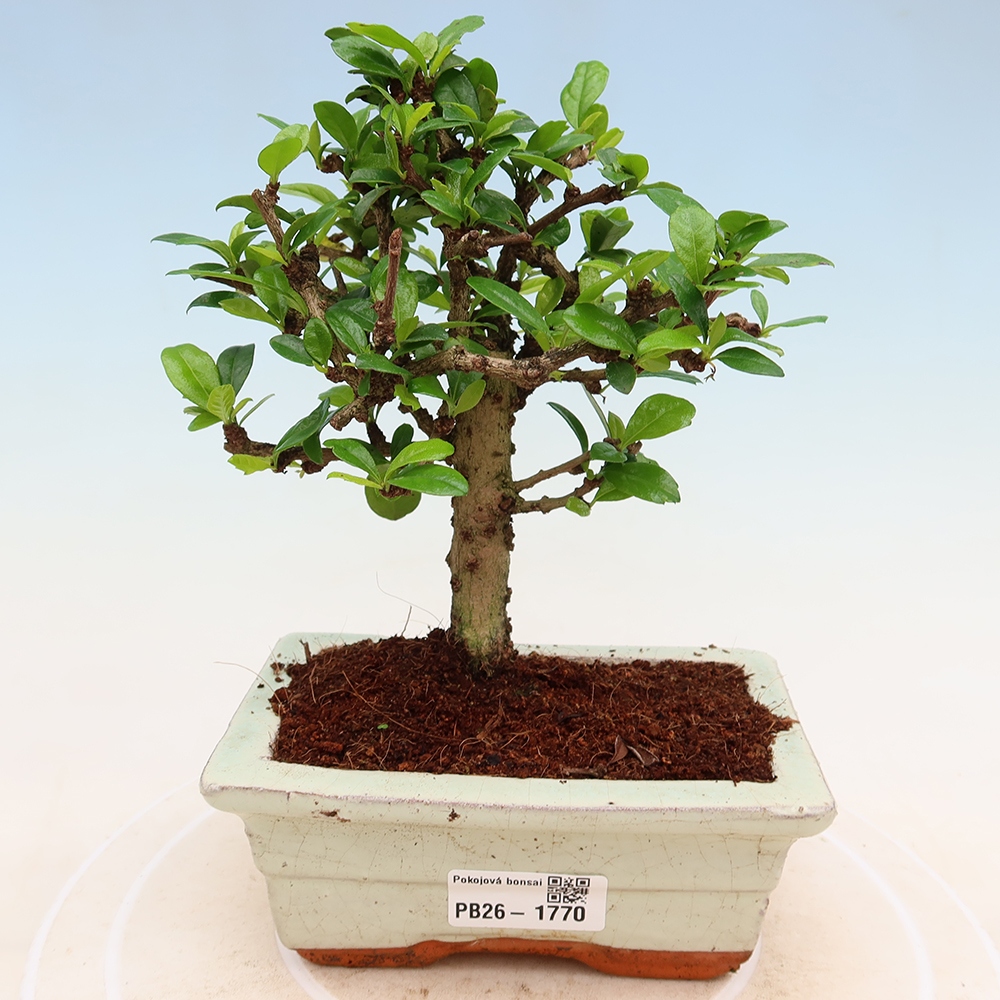 Izbové bonsaje - Carmona macrophylla - Tea fuki
