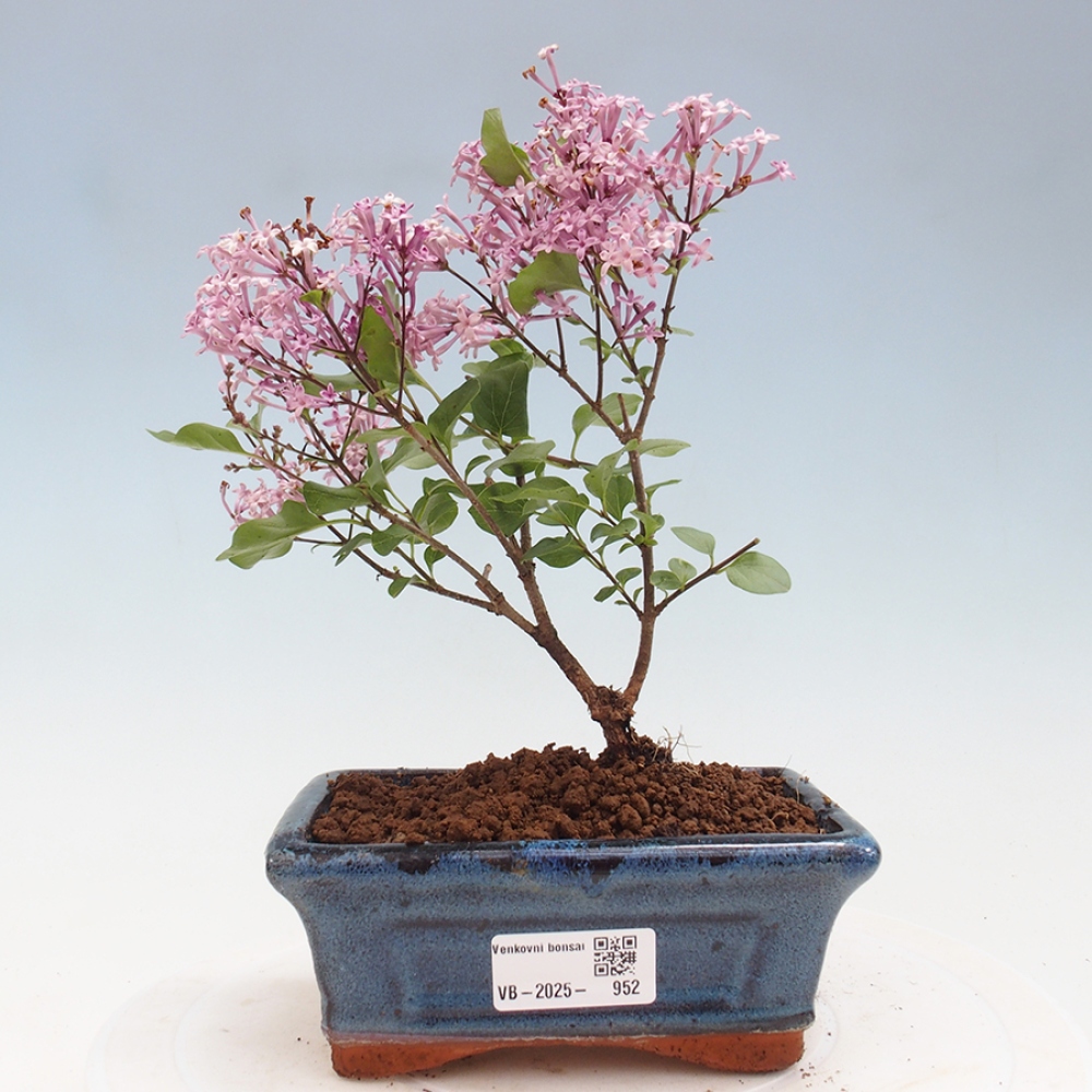 Vonkajší bonsai - Syringa Meyeri Palibin - Orgován Meyerov