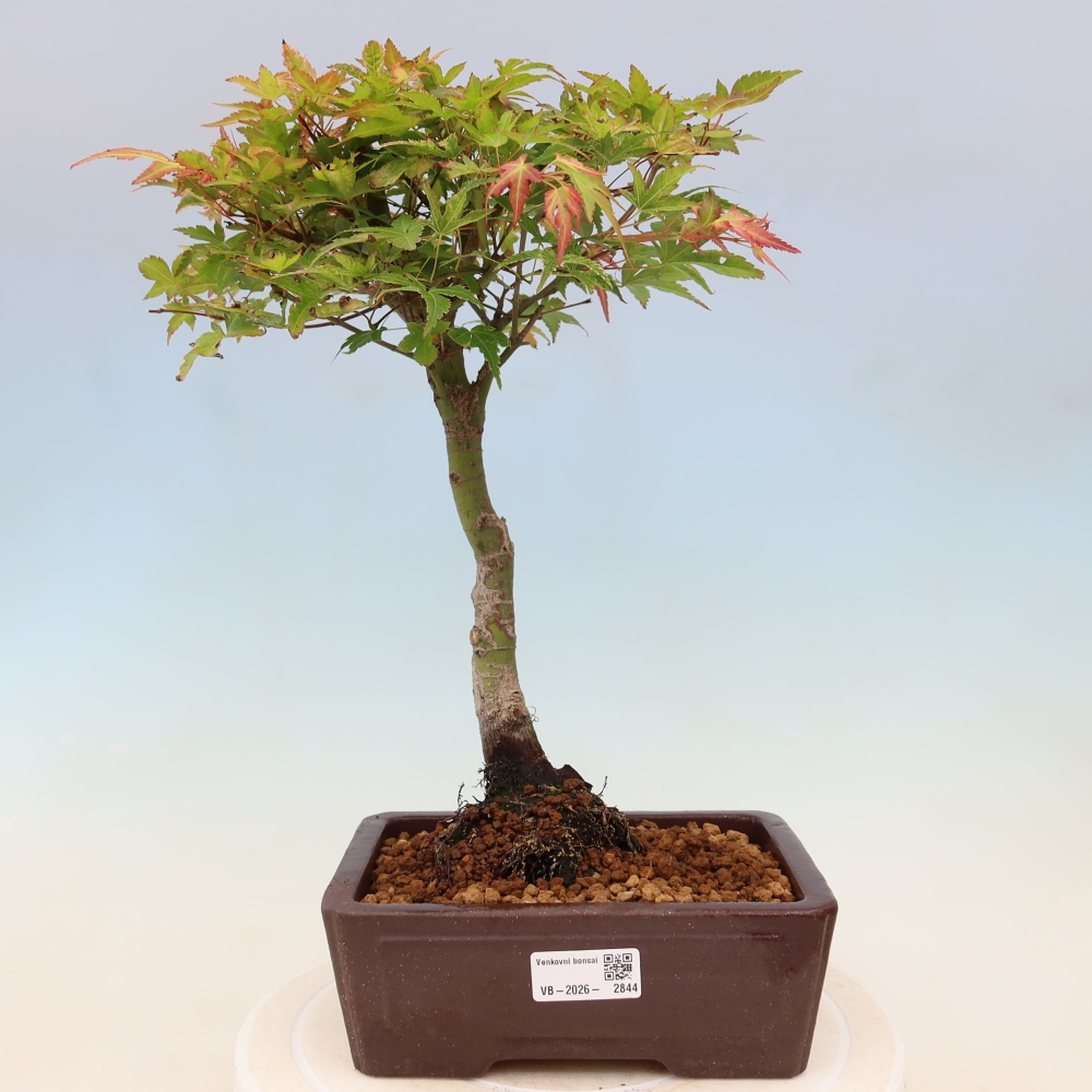 Javor poľný - Acer palmatum Beni Tsukasa