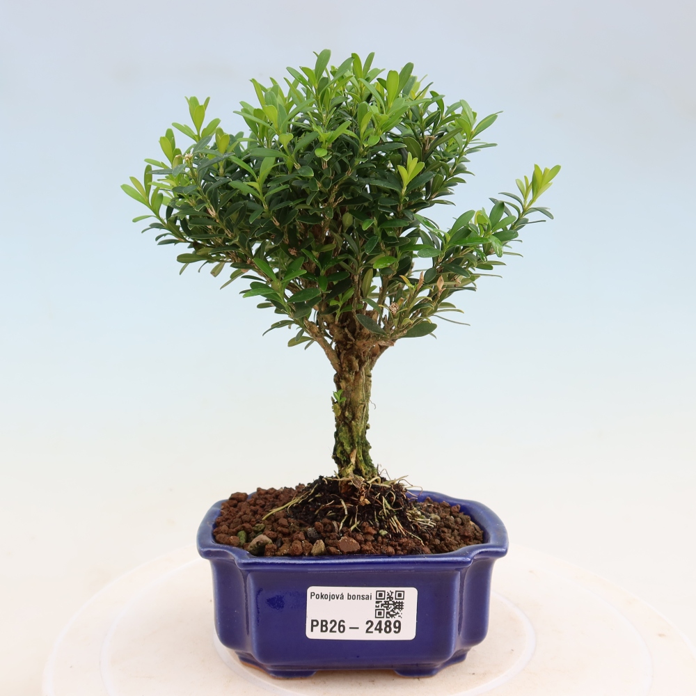 Izbové bonsaje - Buxus harlandii - korkový buxus