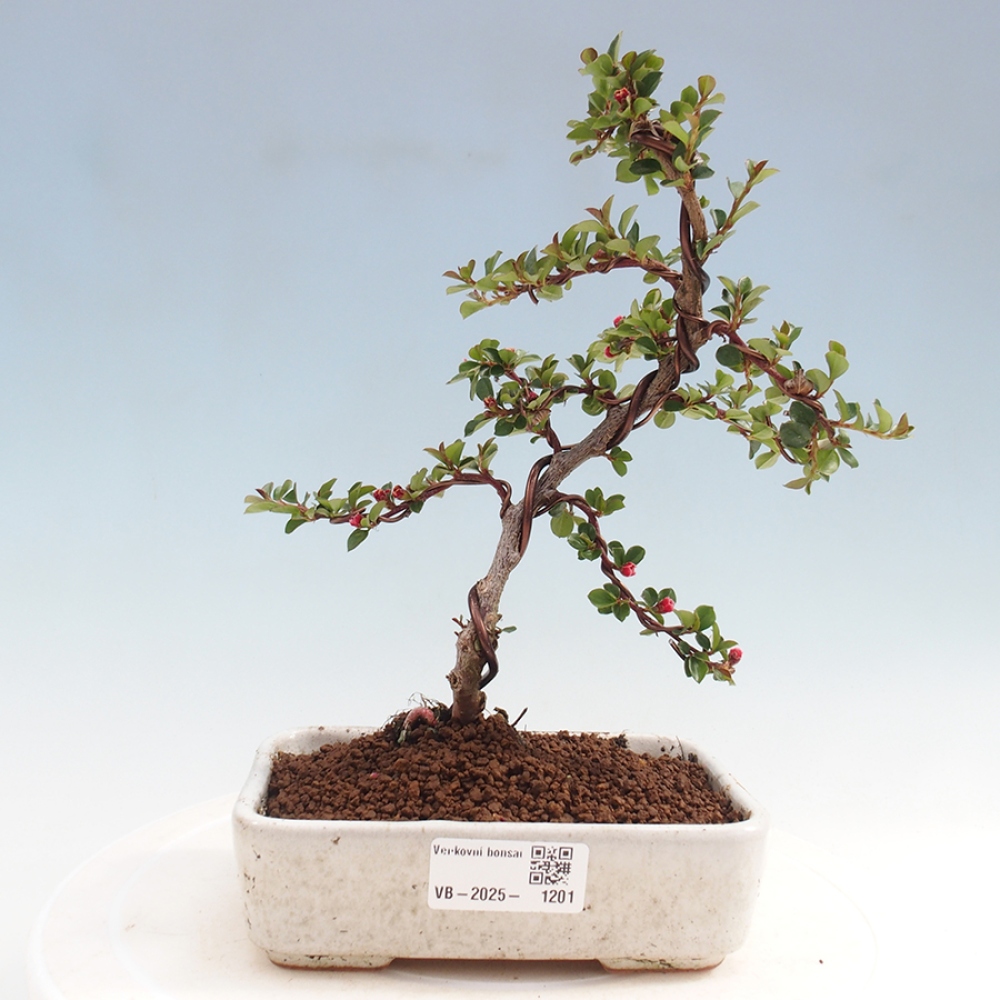 Vonkajší bonsai-Cotoneaster horizontalis - Skalník