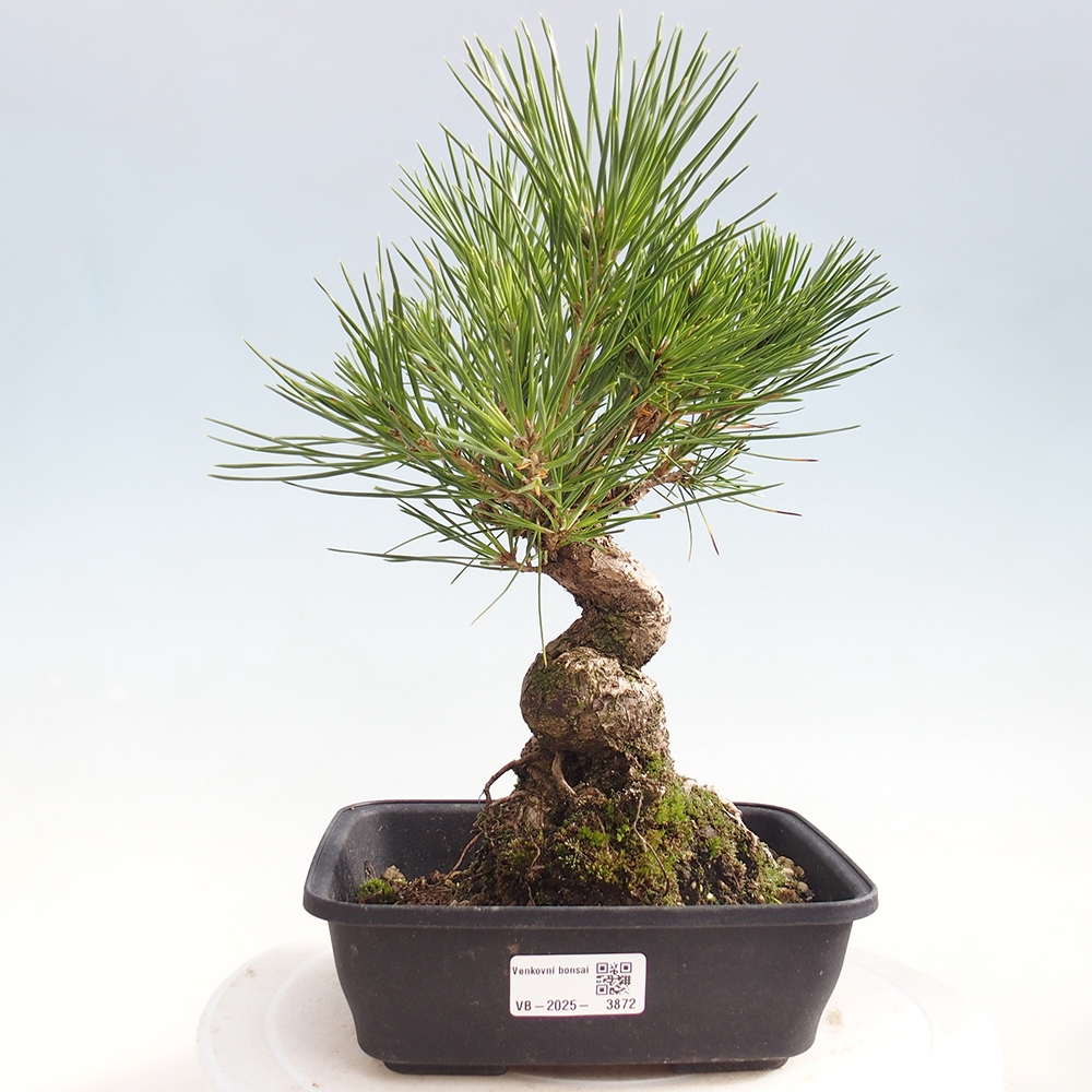 Vonkajšie bonsaje - Pinus thunbergii - borovica Thunbergova