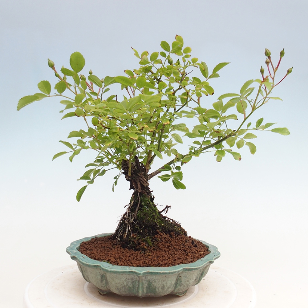 Vonkajší bonsai - Rosa Kordes - ruža