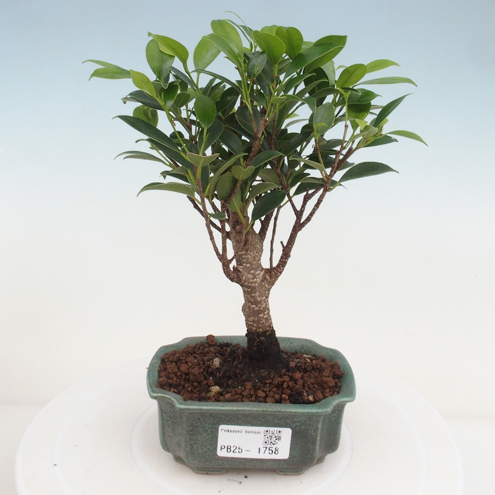 Izbová bonsai - Malolistý fikus - Ficus kimmen