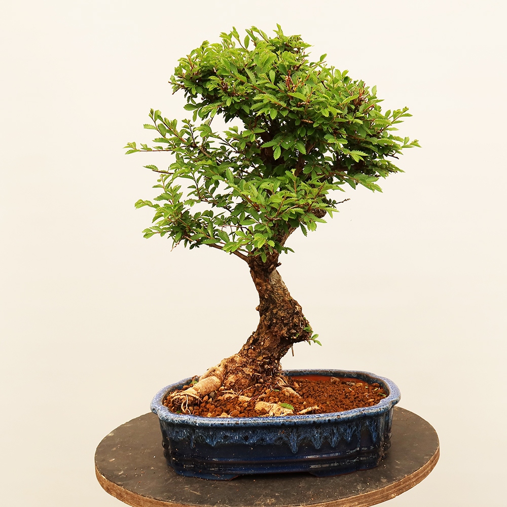 Vonkajšie bonsai - Zelkova - Zelkova NIRE
