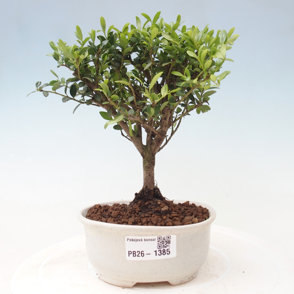 Izbový bonsaj - Ilex crenata - Cesmína