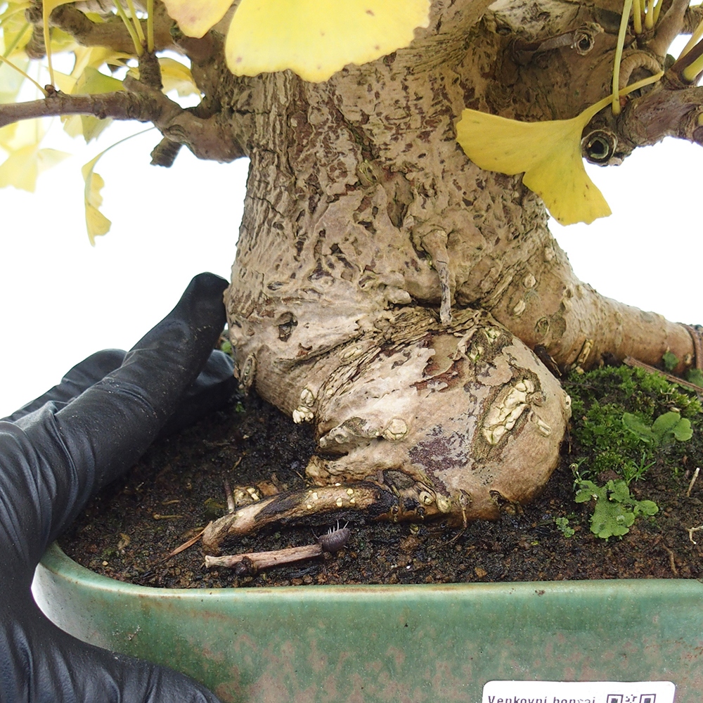 Vonkajšie bonsai - Ginko dvojlaločné - Ginkgo biloba