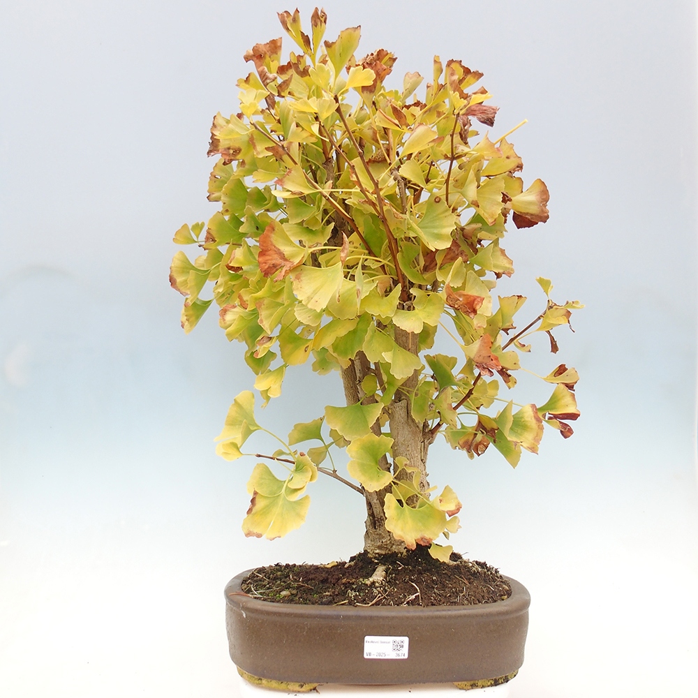 Vonkajšie bonsai - Ginko dvojlaločné - Ginkgo biloba