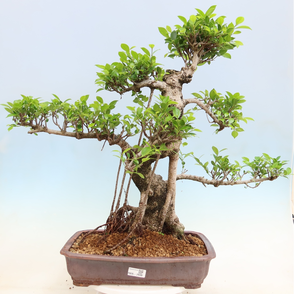 Izbové bonsaje - Ficus kimmen - drobnolistý fikus