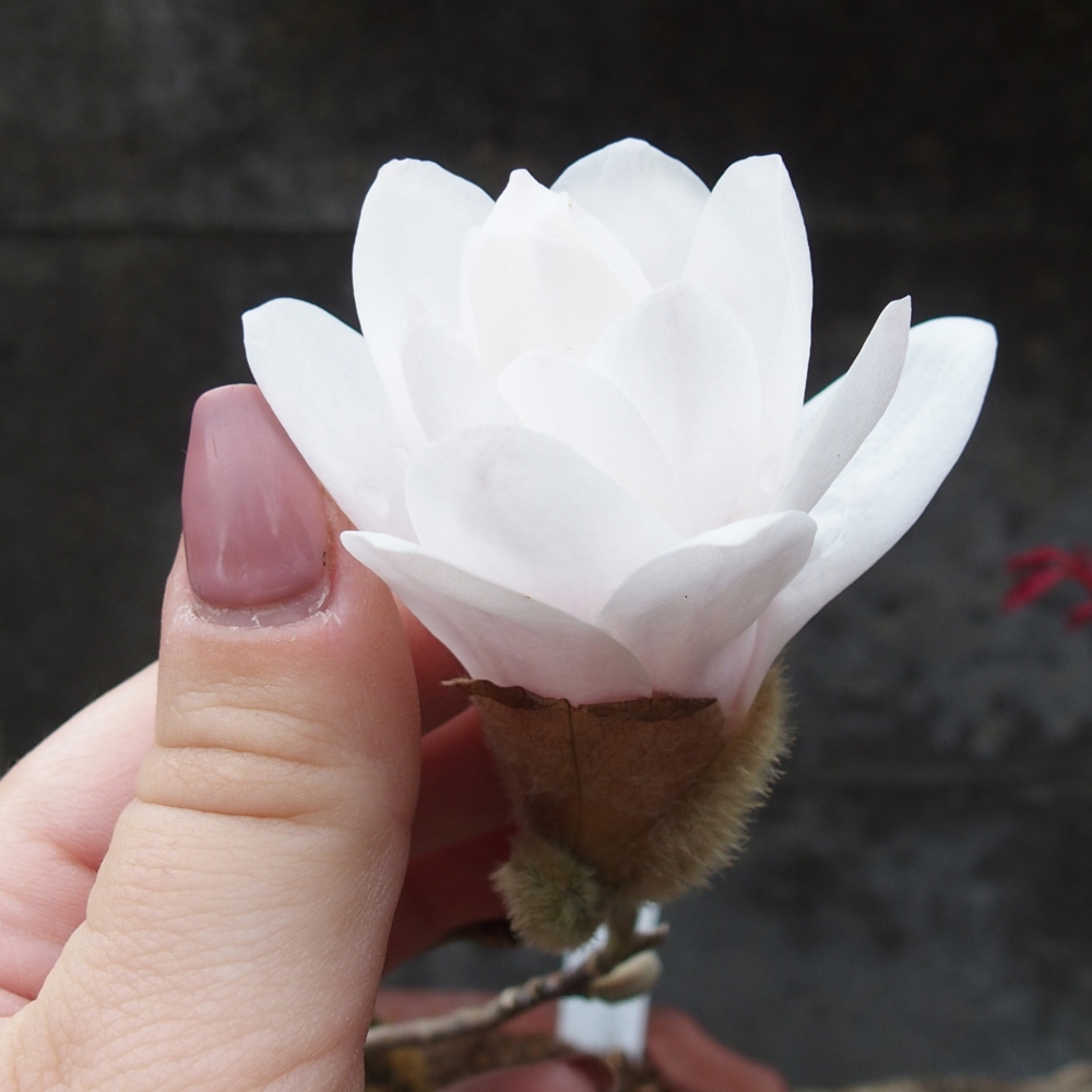 Vonkajšie bonsaje - Magnolia stellata