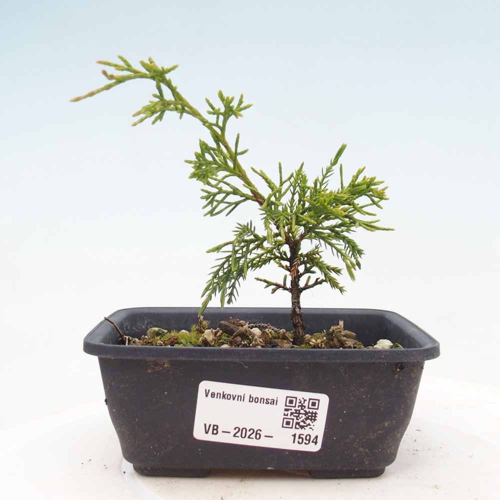 Vonkajší bonsaj - Juniperus chinensis Itoigawa