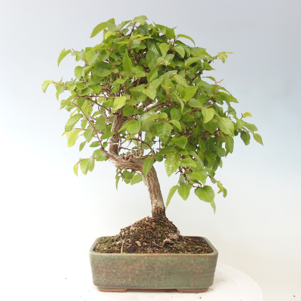 Vonkajšie bonsaje -Carpinus CARPINOIDES - Hrab kórejský