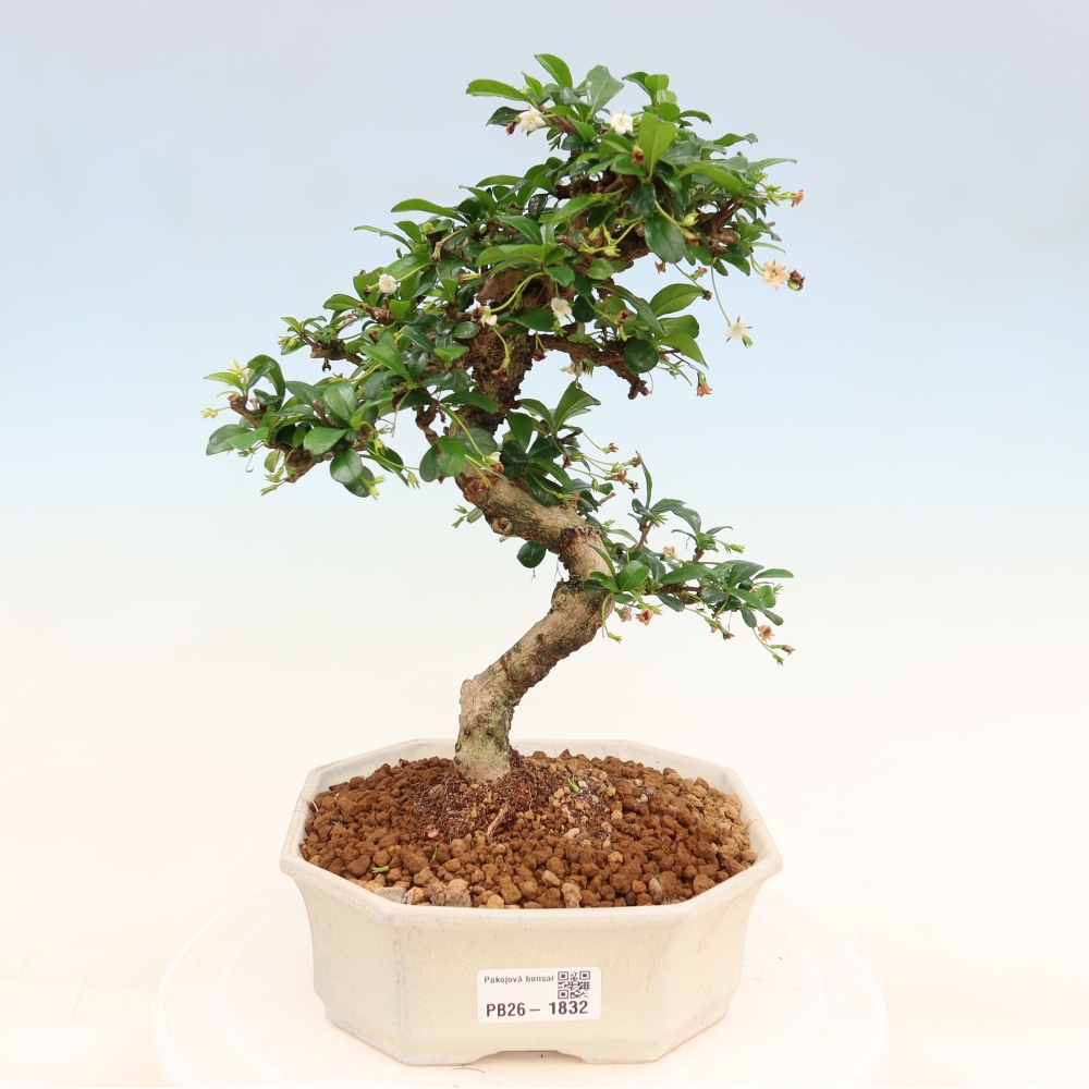 Izbové bonsaje - Carmona macrophylla - Tea fuki