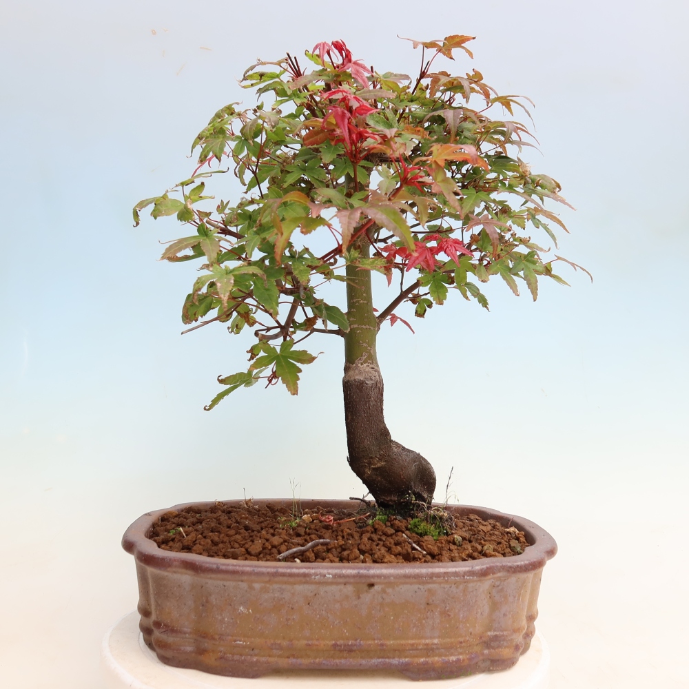 Vonkajší bonsaj - Acer palmatum DESHOJO