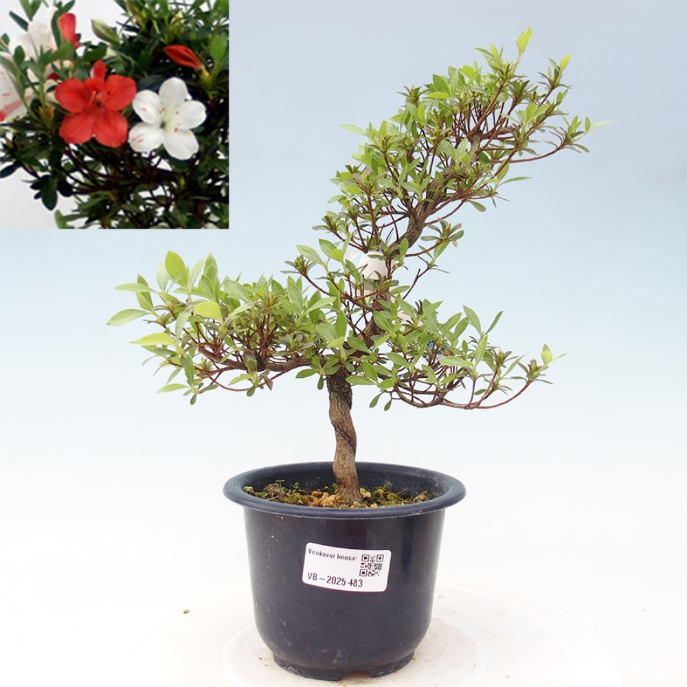 Vonkajší bonsai - Japonská azalka - Azalea Kotaro