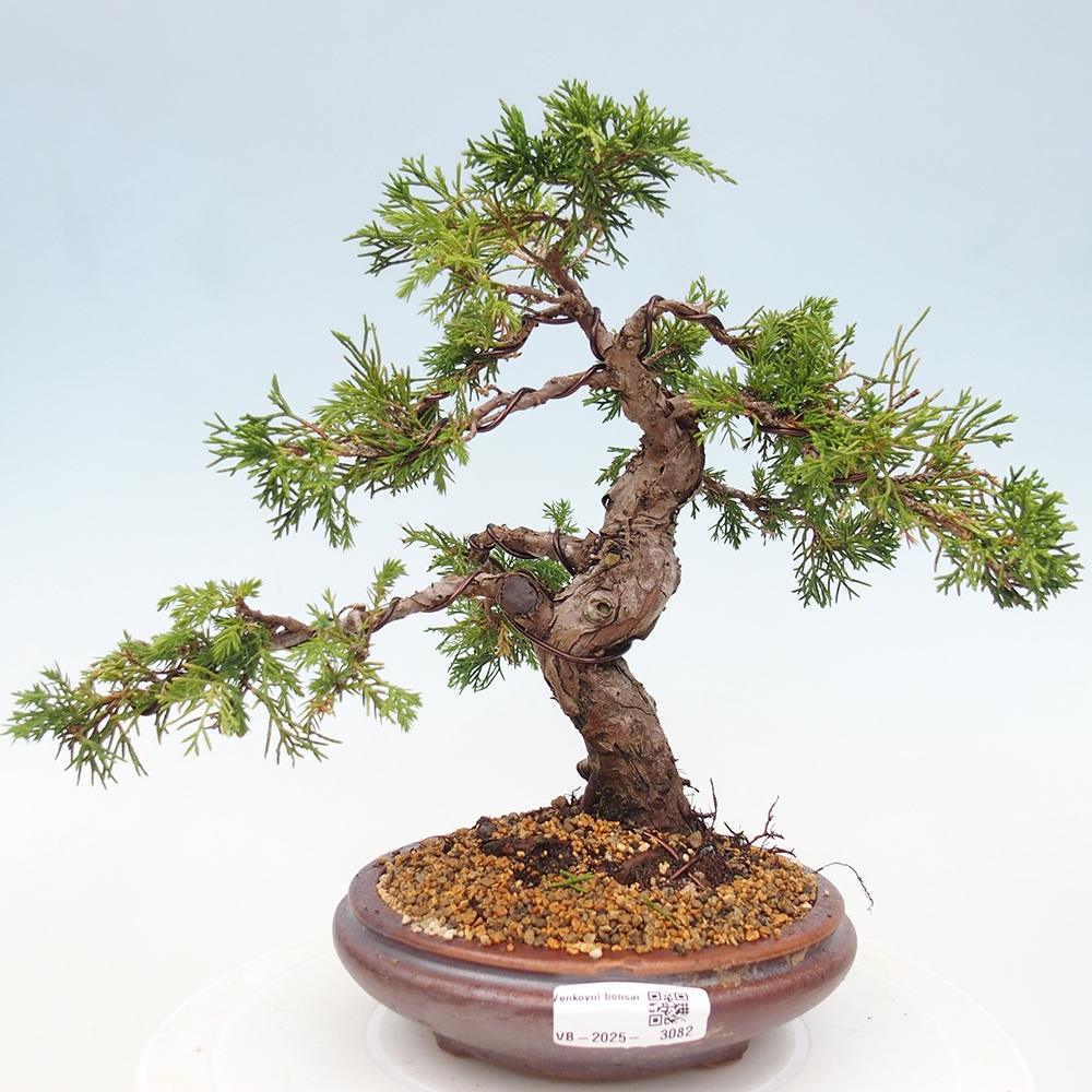 Vonkajší bonsai - Juniperus chinensis Itoigawa -Jalovec čínsky