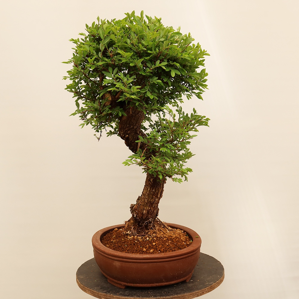 Vonkajšie bonsai - Zelkova - Zelkova NIRE