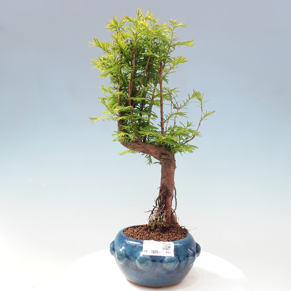 Vonkajšie bonsai - Metasequoia glyptostroboides - Metasekvoja Čínska