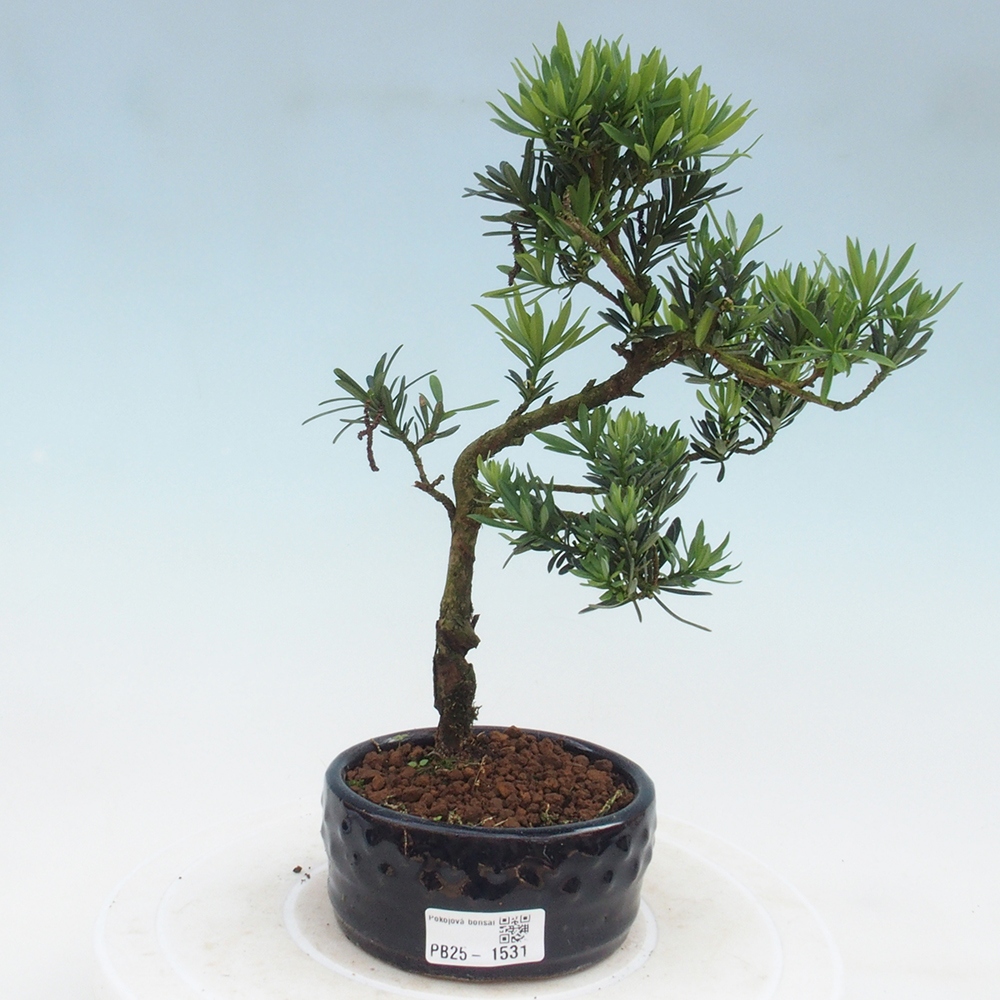 Izbová bonsai - Podocarpus - Kamenný tis