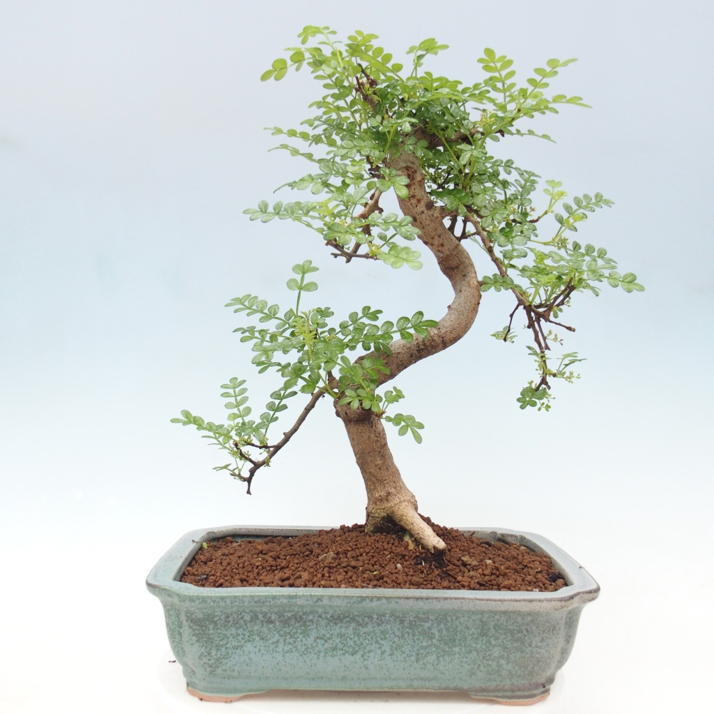Izbová bonsai - Zantoxylum piperitum - korenistý