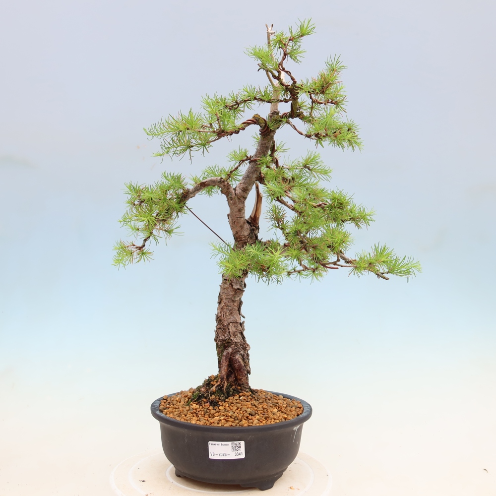 Vonkajšie bonsaje -Larix decidua - Smrekovec