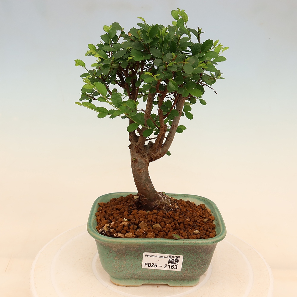 Izbový bonsaj - Ulmus parvifolia - brest malolistý