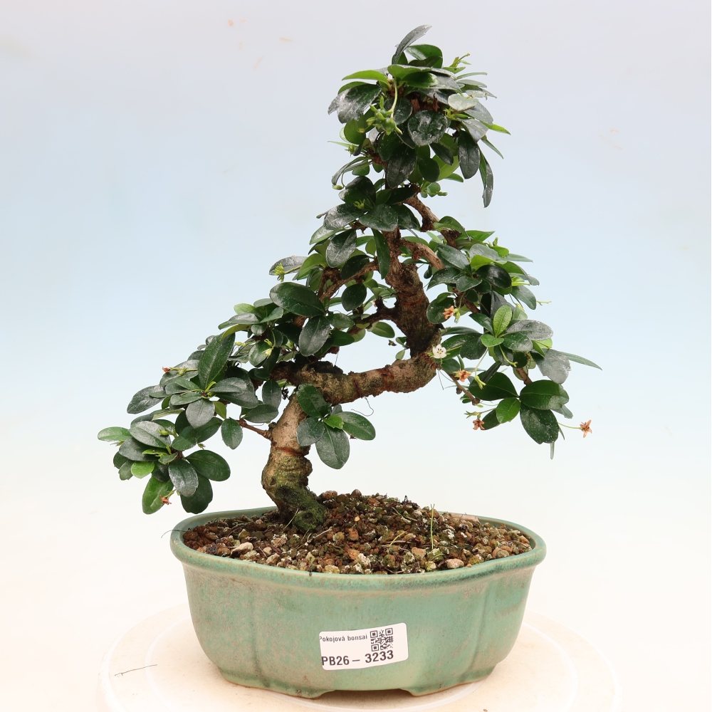 Izbové bonsaje - Carmona macrophylla - Tea fuki
