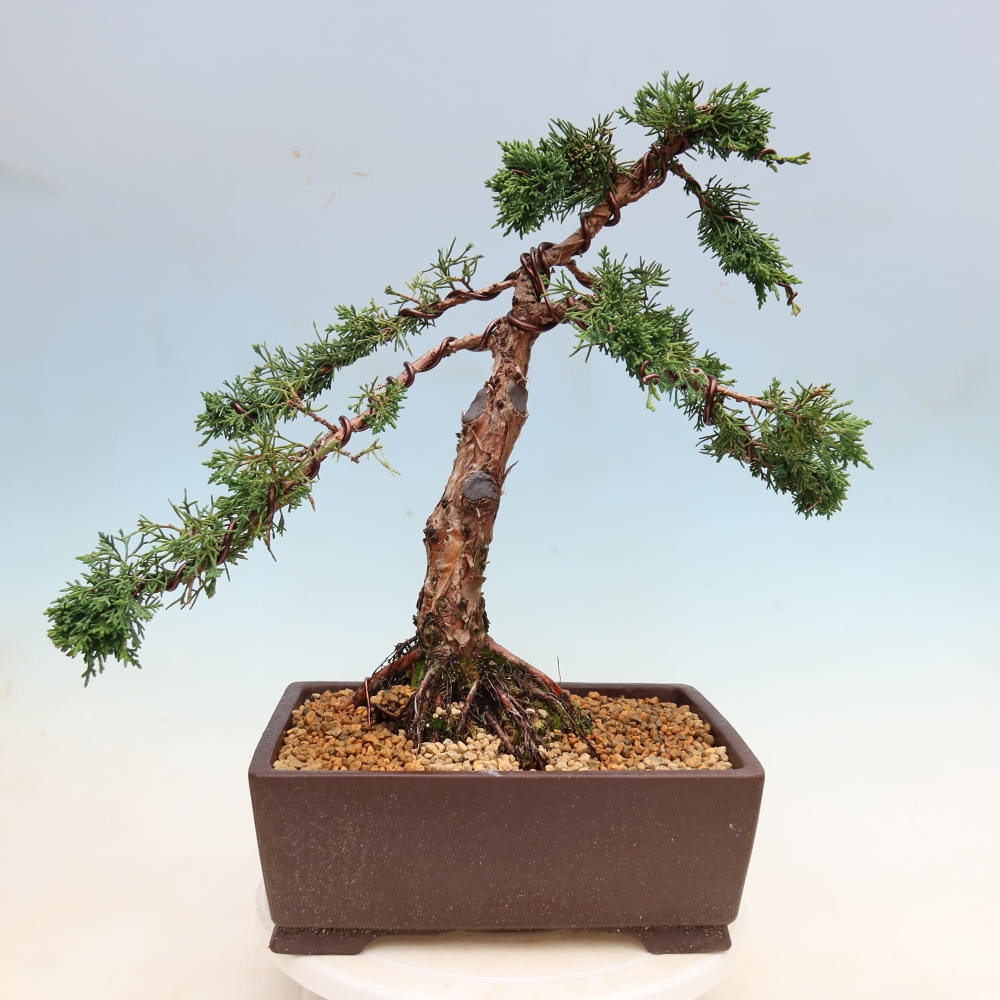 Vonkajší bonsaj - Juniperus chinensis Kishu