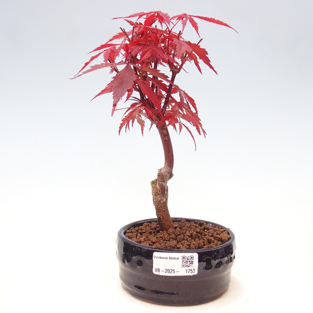 Vonkajší bonsai - Acer palm. Atropurpureum-Javor dlanitolistý