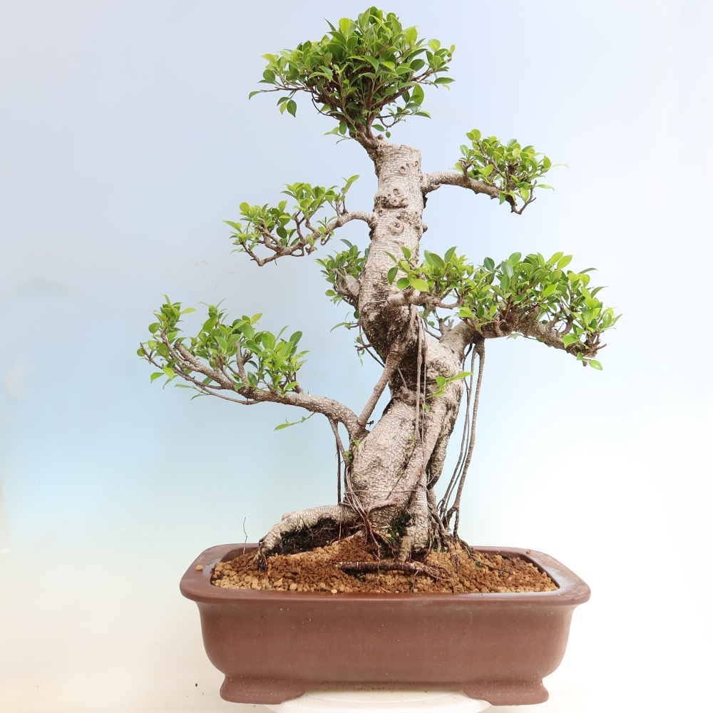 Izbové bonsaje - Ficus kimmen - drobnolistý fikus