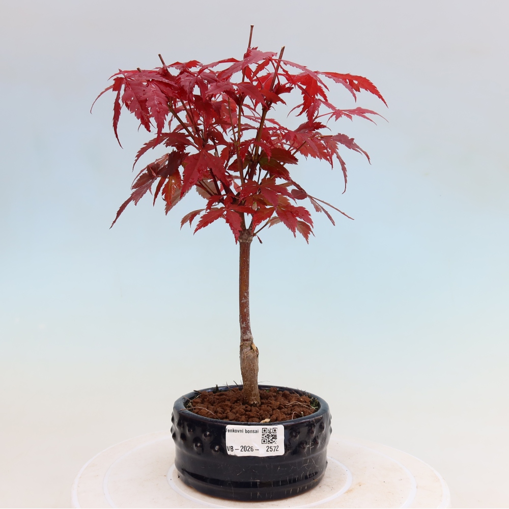 Vonkajšia bonsaj - palma Acer. Atropurpureum-Javor palmový