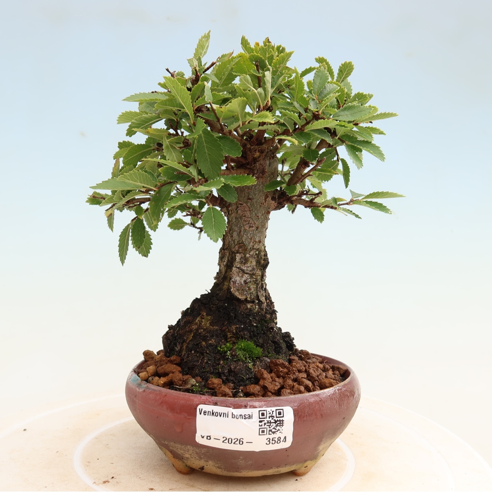 Vonkajšie bonsaje - Zelkova - Zelkova NIRE