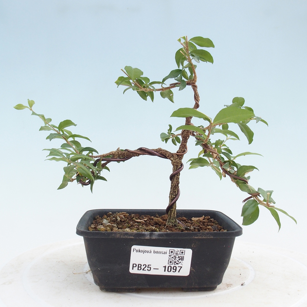 Izbová bonsai - Malpighia coccigera- Barbdorská čerešňa