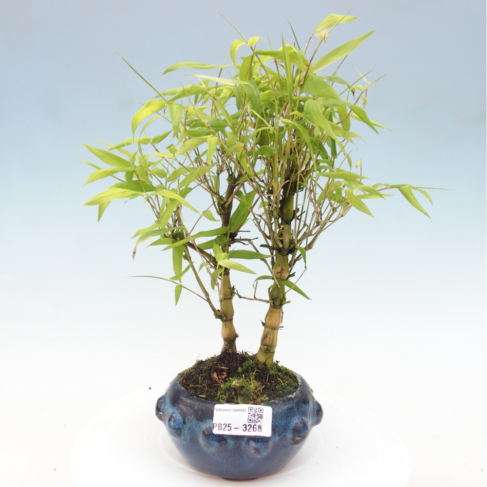 Izbové bonsaje - Bambusové brucho - Bambusové brucho
